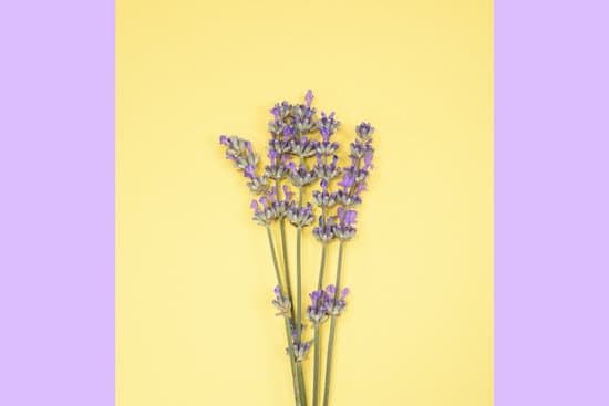 canva lavender flowers on yellow and purple background MAEQX2VaUEU