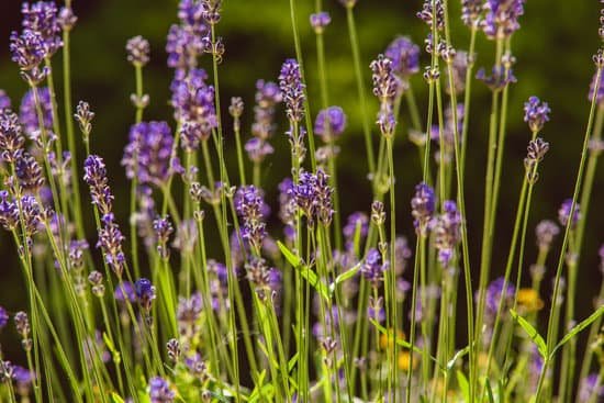 canva lavender flowers outdoors MAD79OcWgIM