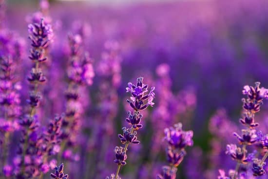 canva lavender in a flower farm