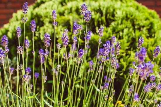 canva lavender in a garden MAD79IeBl4k