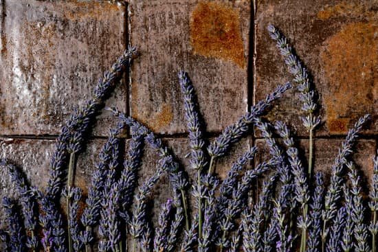 canva lavender sprigs on a dark tile MAECDcXseWs