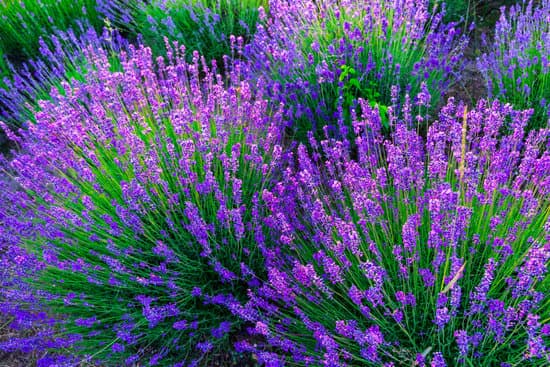 canva lavenders in a field MAD7ElTms8Q