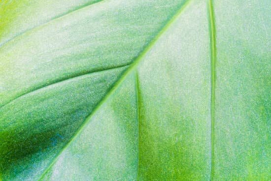 canva leaf texture and chlorophyll dot MADBNg1ck70
