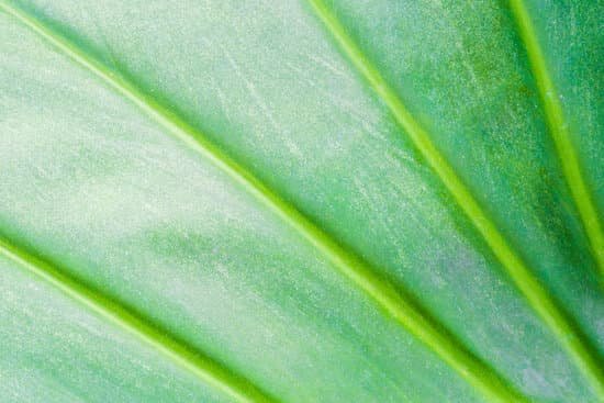 canva leaf texture and chlorophyll dot MADBOL3hqf8