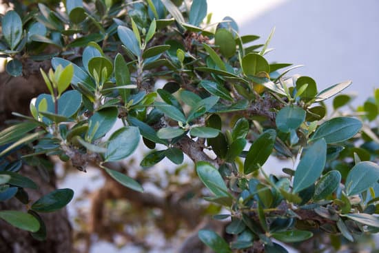 canva leaves of a bonsai tree MAC4t5rVI 8