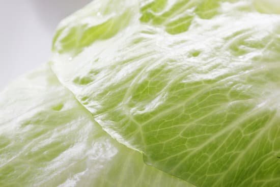 canva lettuce MAC LaBflts