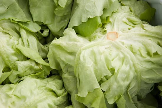 canva lettuce MAC50D4mPbE