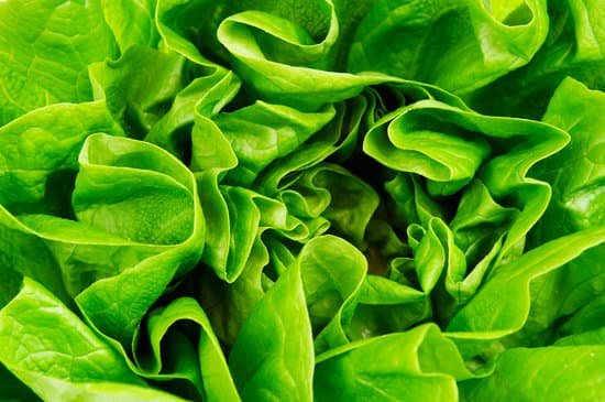 canva lettuce MAC53Gl 09g