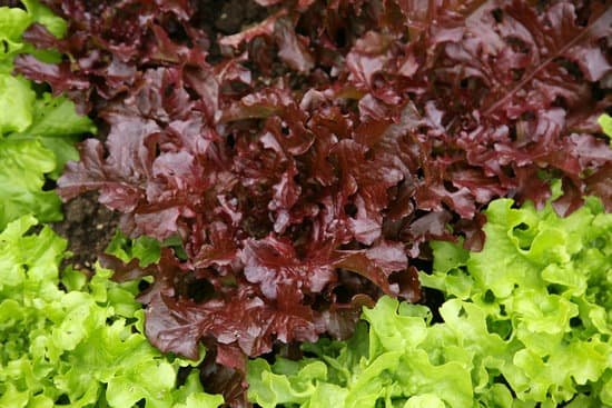 canva lettuce MAC56Qw4VTE