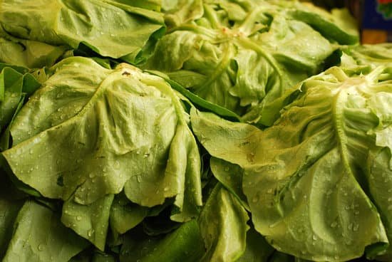 canva lettuce MAC6F9HgjY8