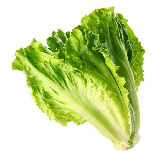 canva lettuce MAC6MzG9Eh4
