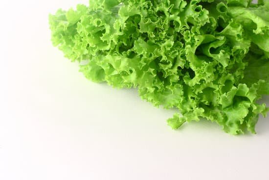 canva lettuce MAC6VjofLzc
