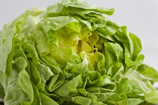 canva lettuce MAC6jdPetuU