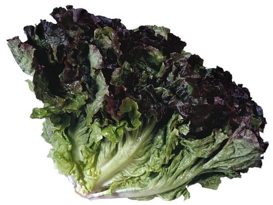 canva lettuce MAC77RQWXN4