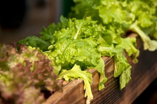 canva lettuce MAC8 5NrAR0