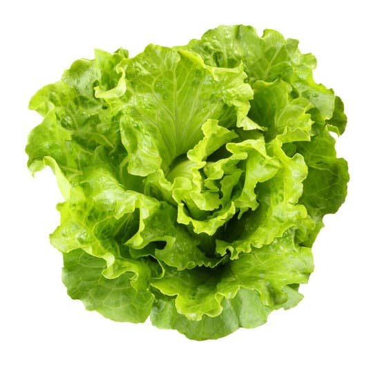 canva lettuce MAC8sSzDQiM