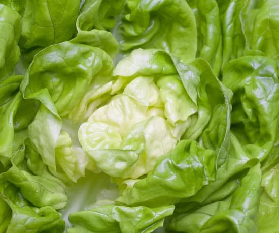 canva lettuce