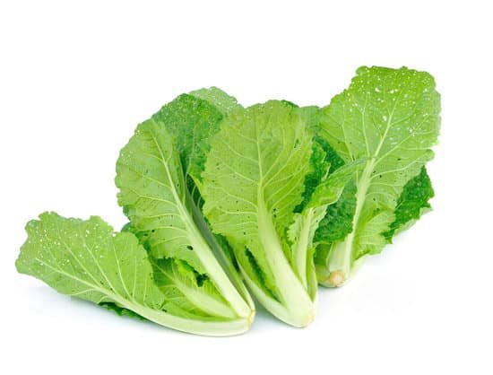 canva lettuce MAC9L3eKufU