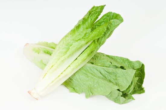 canva lettuce MAC9SWq2bhs