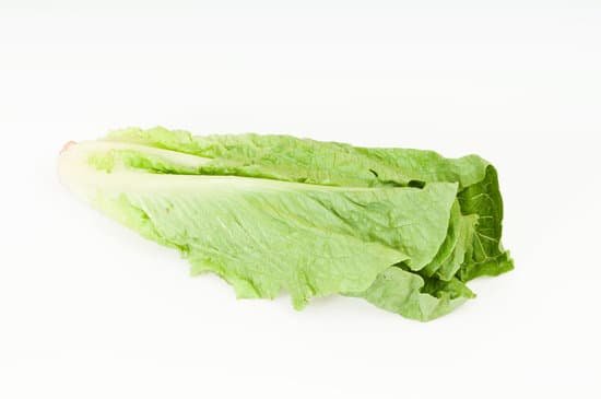 canva lettuce MAC9T0gKtcI
