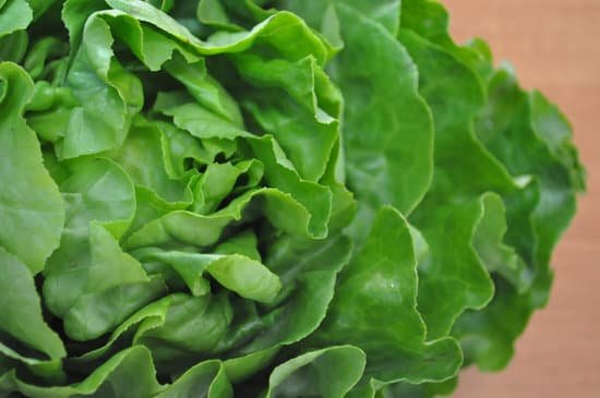 canva lettuce MAC9ZIrKmjw