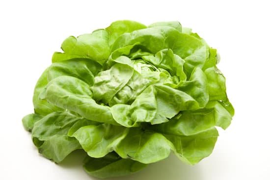 canva lettuce MAC 7JJ0614