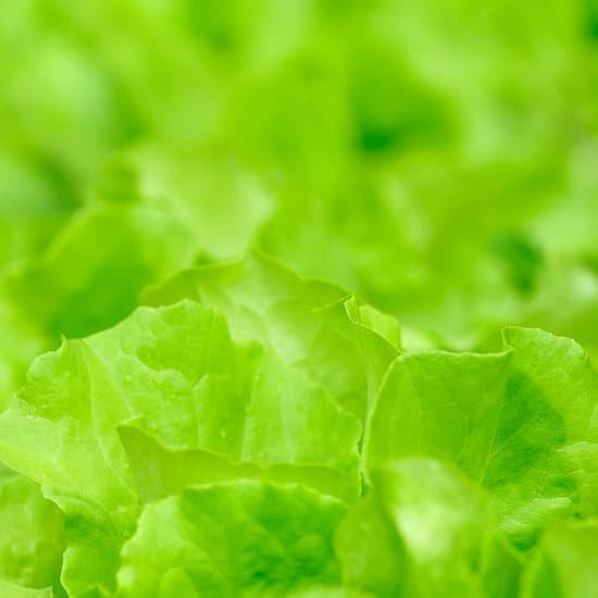 canva lettuce MAC 9HZZk3A