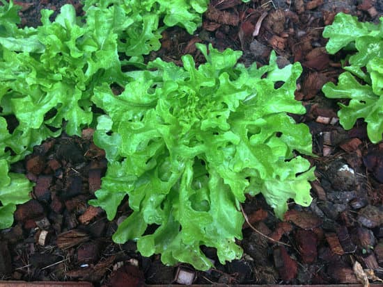 canva lettuce MAC S0mloFs