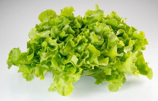 canva lettuce MAC XLJqyR4