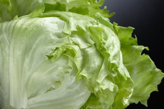canva lettuce MADAD3yTYeo