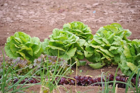 canva lettuce MADAD4DWQfI