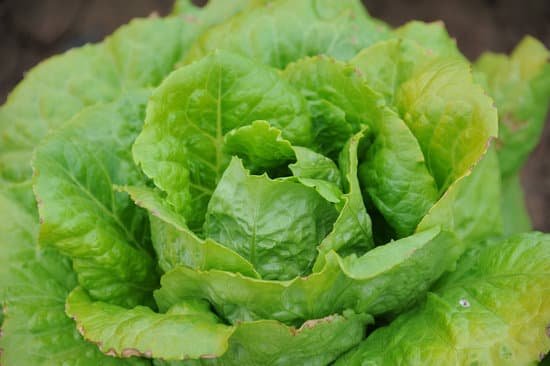 canva lettuce MADAEQr6cVw