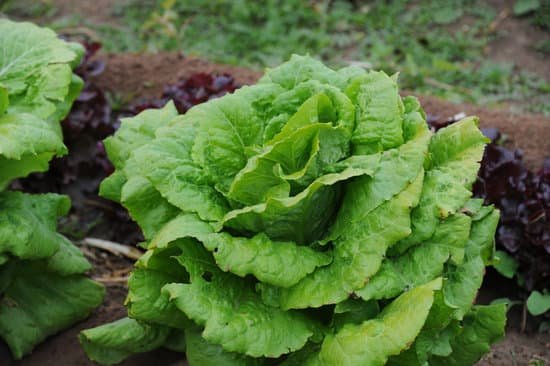 canva lettuce MADAEfTeEM0