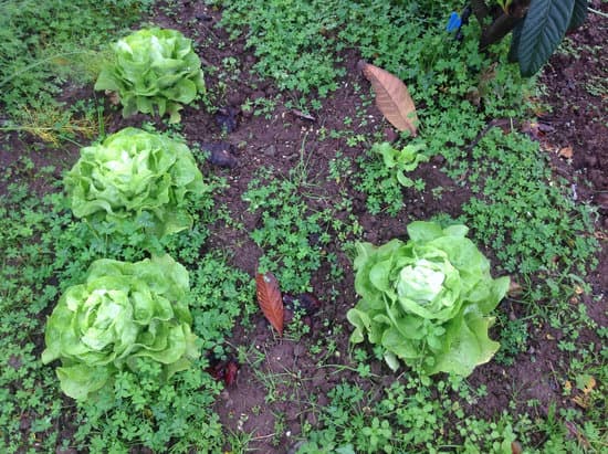 canva lettuce MADAGzWnjSg