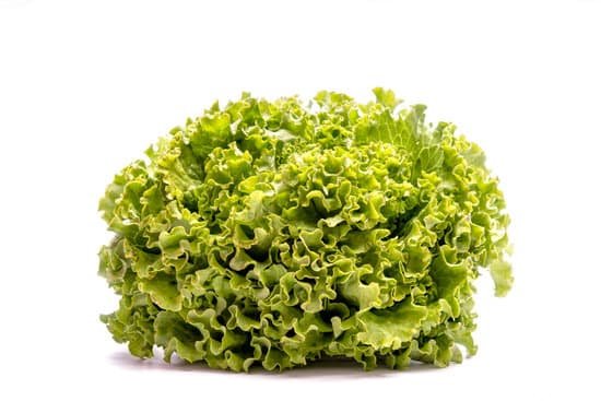 canva lettuce MADAld3j608