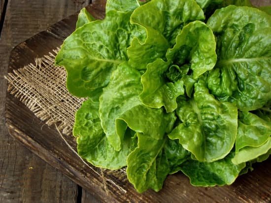 canva lettuce