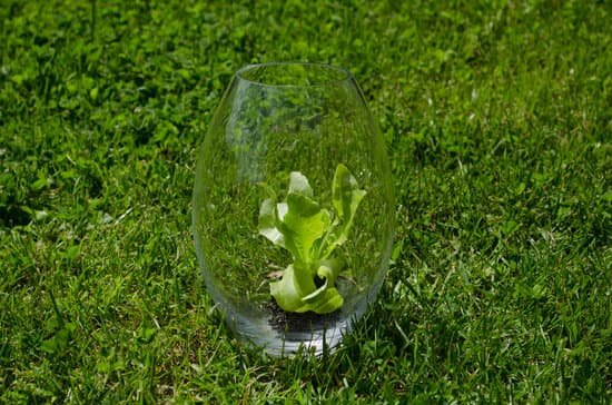 canva lettuce MADBFzRVt w