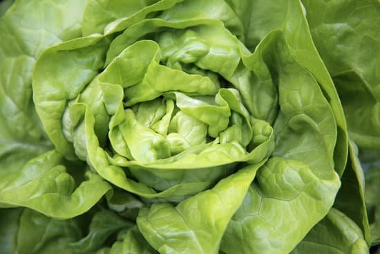 canva lettuce MADBGZcLBII
