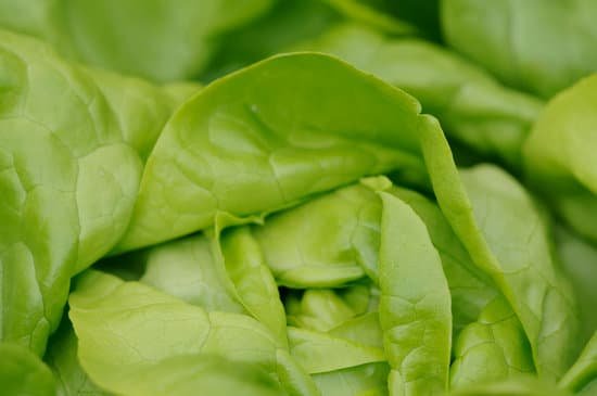 canva lettuce MADBQOXpaJ4