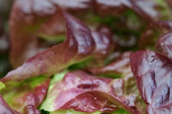 canva lettuce
