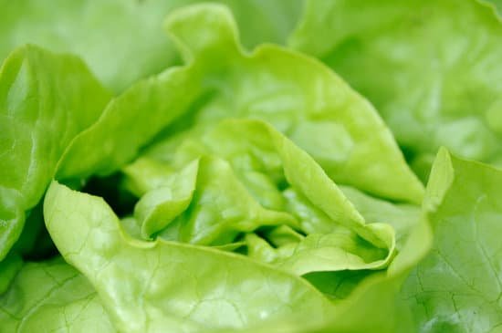 canva lettuce MADBSQ0gleU