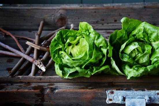 canva lettuce MADBcMH6Q1k