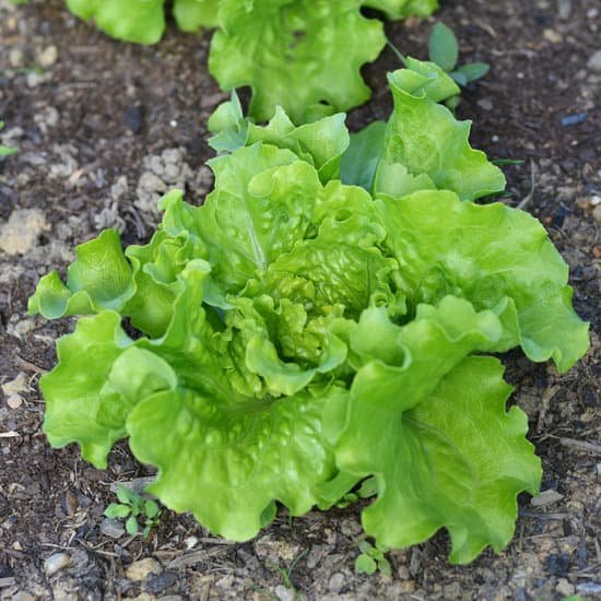 canva lettuce MADBcedYQSM