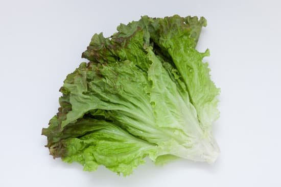 canva lettuce MADBeqk1kb8