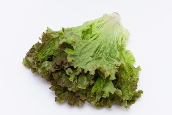 canva lettuce MADBerHOgiQ