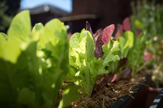 canva lettuce MADBz2nng64