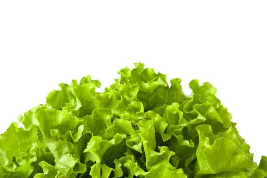 canva lettuce MADCK W7Of8