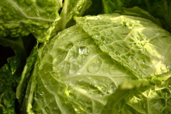 canva lettuce MADF5vDt8qA