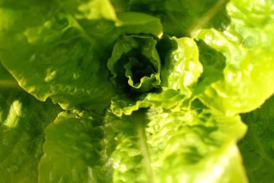 canva lettuce MADFUH044JI