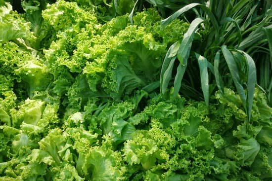 canva lettuce MADnWfrMDc8